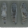 musch cribrellum pupa6 volg111